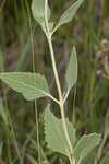 Semaphore thoroughwort